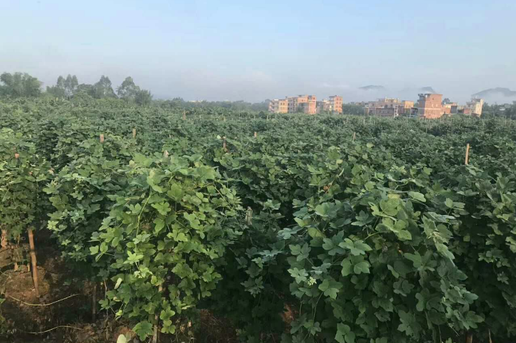 廣西葛根圖片/廣西葛根樣板圖 (3)