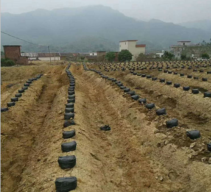 葛根圖片/葛根樣板圖 (2)