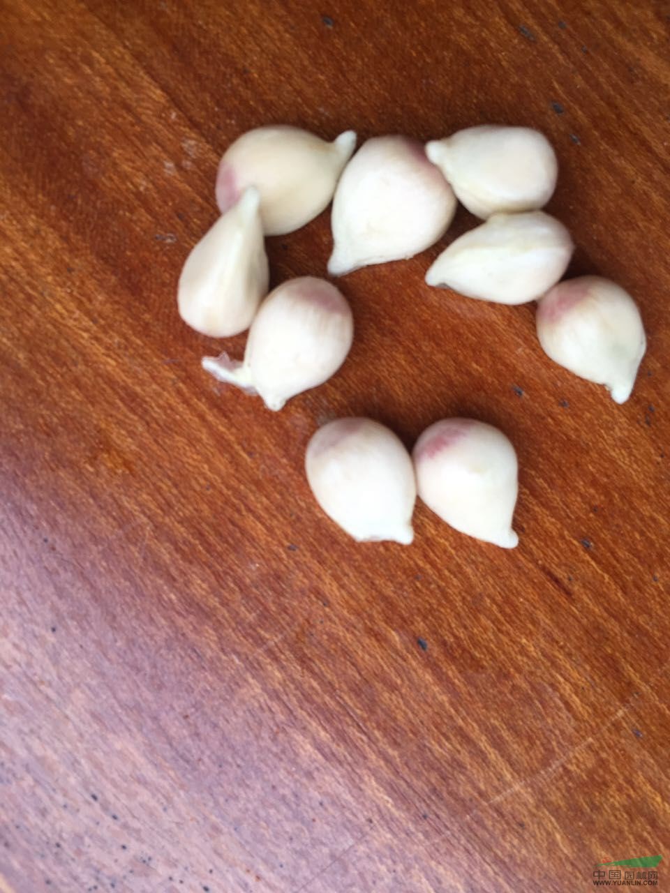 小葉香橙種子供應(yīng)商/小葉香橙種子廠家直銷/小葉香橙種子批發(fā)價(jià)格 小葉香橙種子