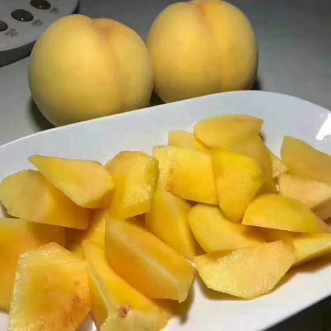 黃桃樹苗圖片/黃桃樹苗樣板圖 (3)