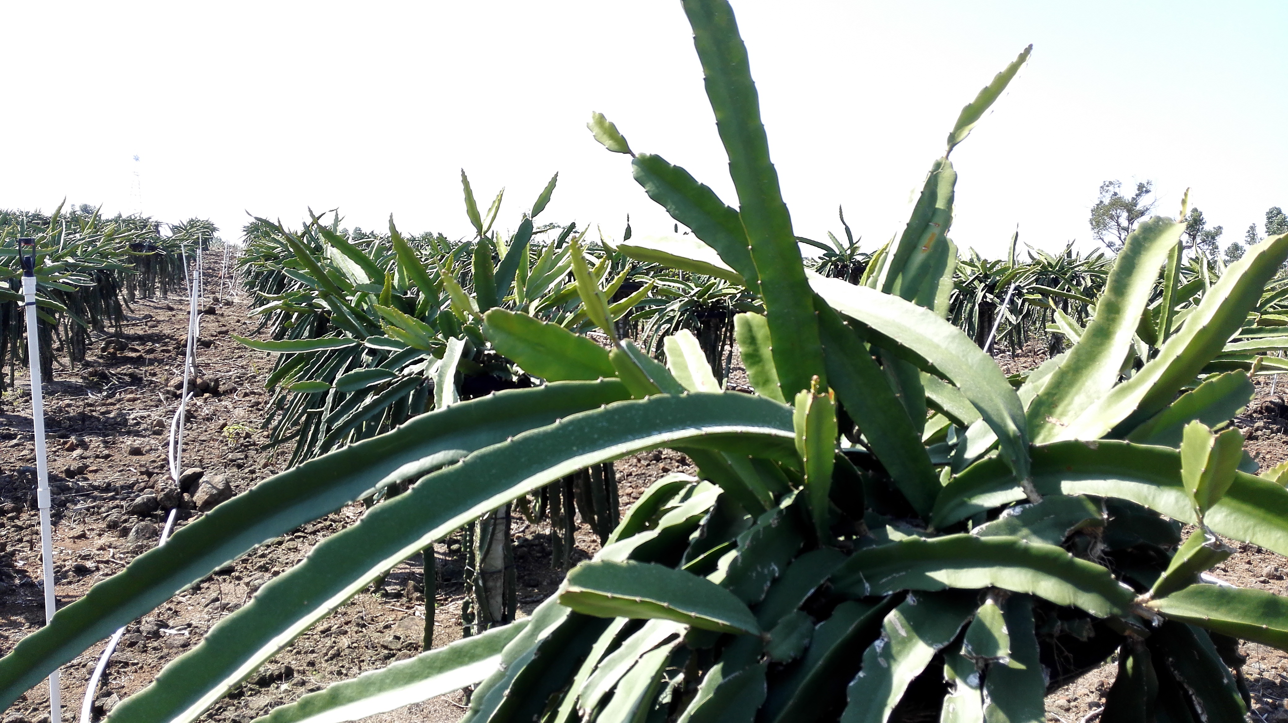 汕頭火龍果苗圖片/汕頭火龍果苗樣板圖 (2)