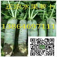 濰縣蘿卜種植基地