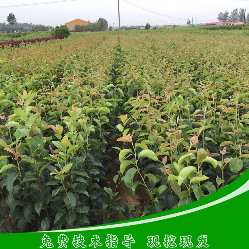 雪花梨圖片/雪花梨樣板圖 (4)