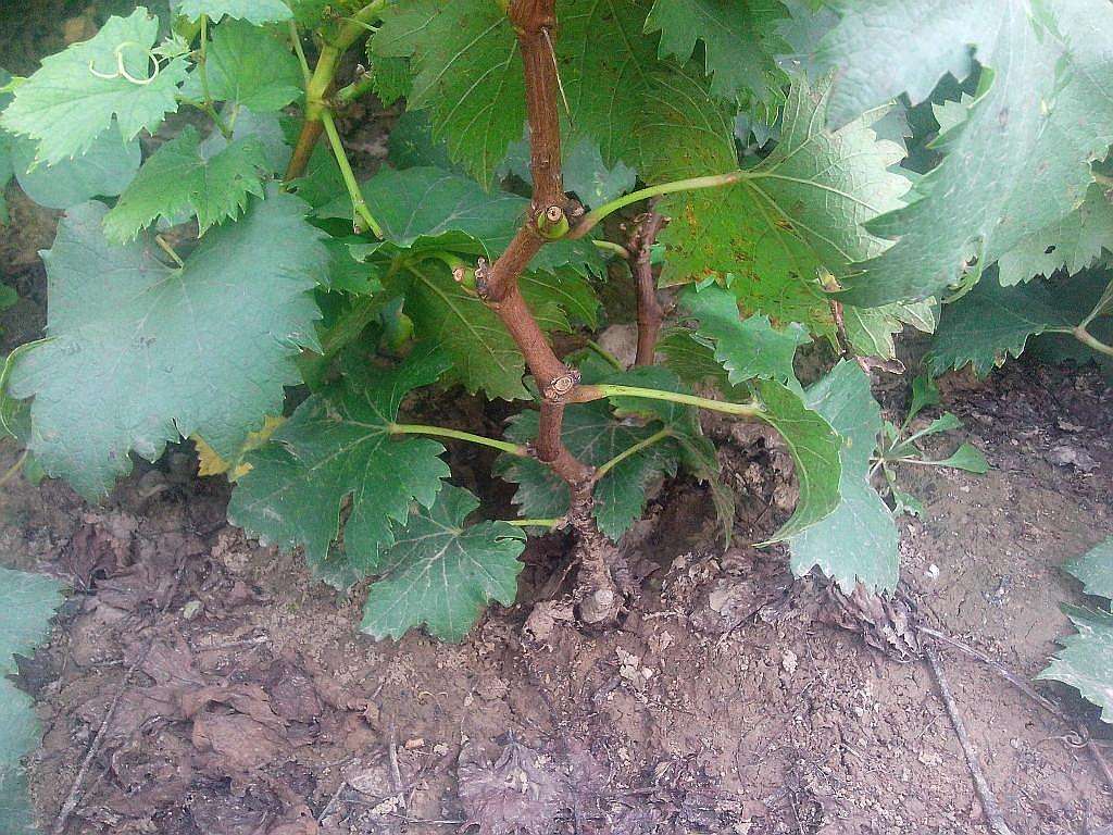 葡萄苗圖片/葡萄苗樣板圖 (3)