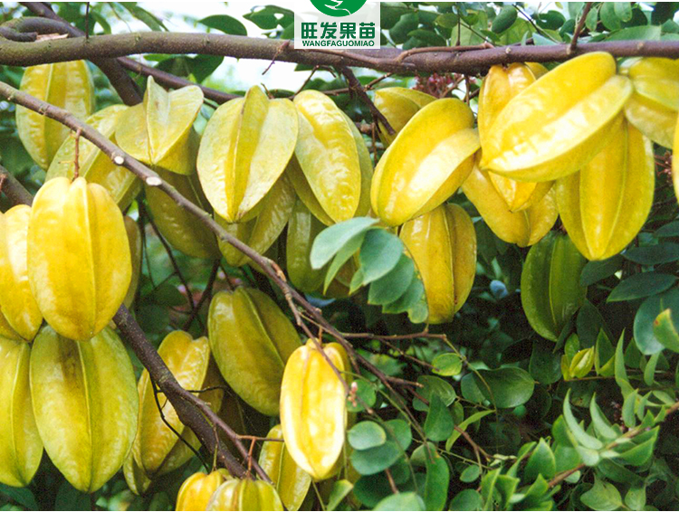 嫁接苗圖片/嫁接苗樣板圖 (1)