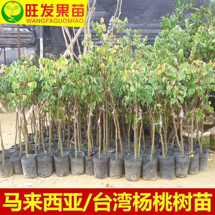 嫁接苗圖片/嫁接苗樣板圖 (3)