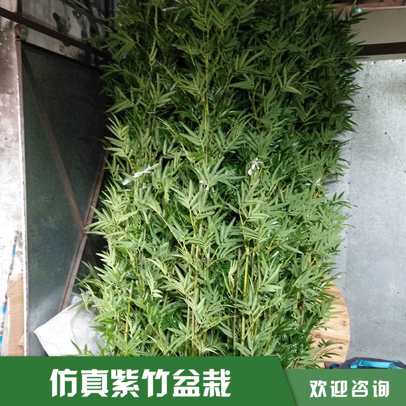竹子盆景圖片/竹子盆景樣板圖 (4)