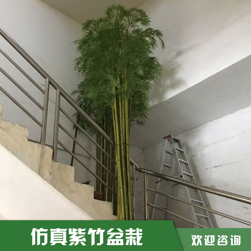 竹子盆景圖片/竹子盆景樣板圖 (3)