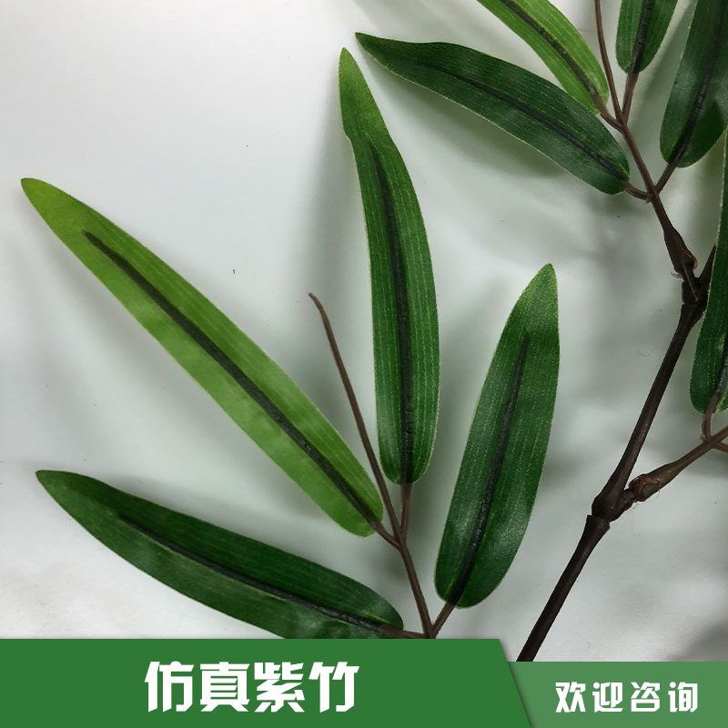 紫竹圖片/紫竹樣板圖 (3)