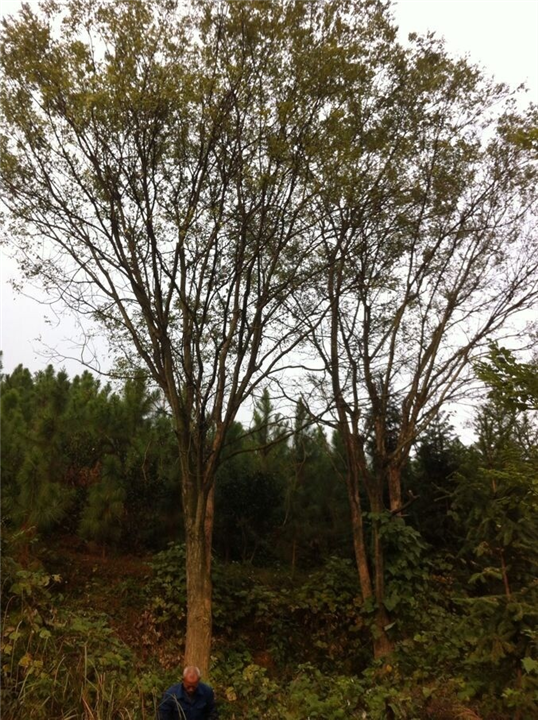供應(yīng)廣西國槐樹/廣西廣西國槐樹基地/廣西國槐樹價格/廣西國槐樹價格