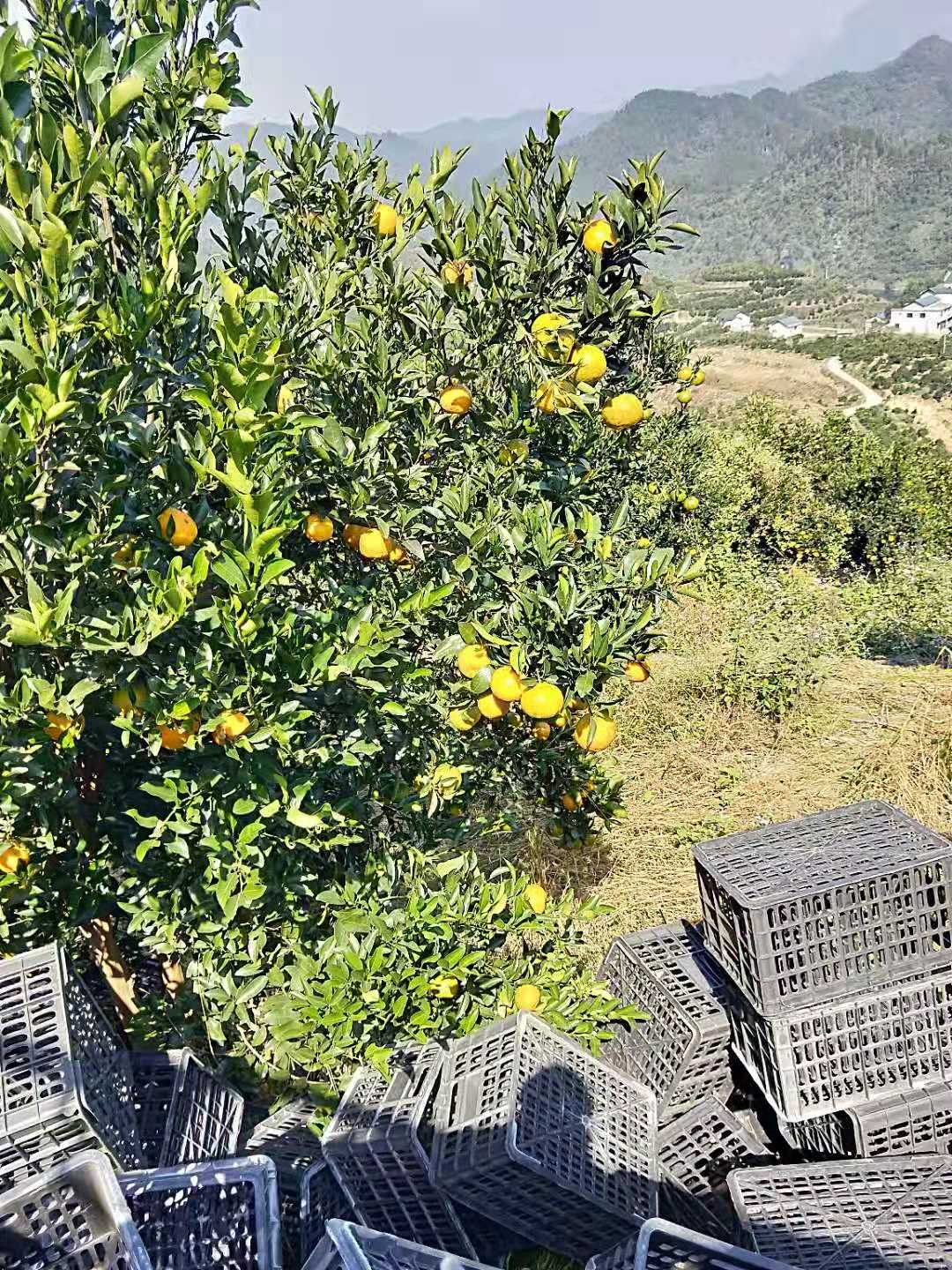 纽荷尔脐橙苗重庆纽荷尔脐橙苗供应商/纽荷尔脐橙苗基地/纽荷尔脐橙苗价格/纽荷尔脐橙苗