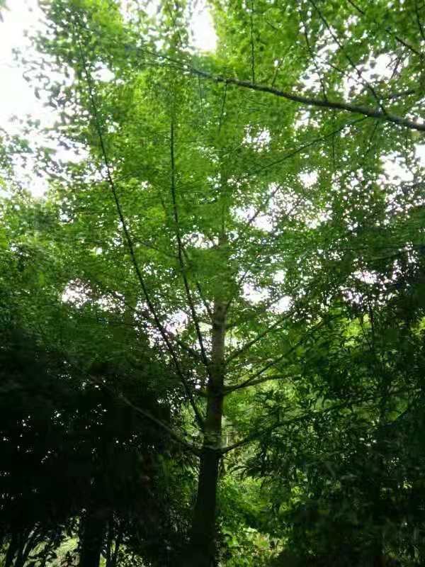 銀杏樹圖片/銀杏樹樣板圖 (2)