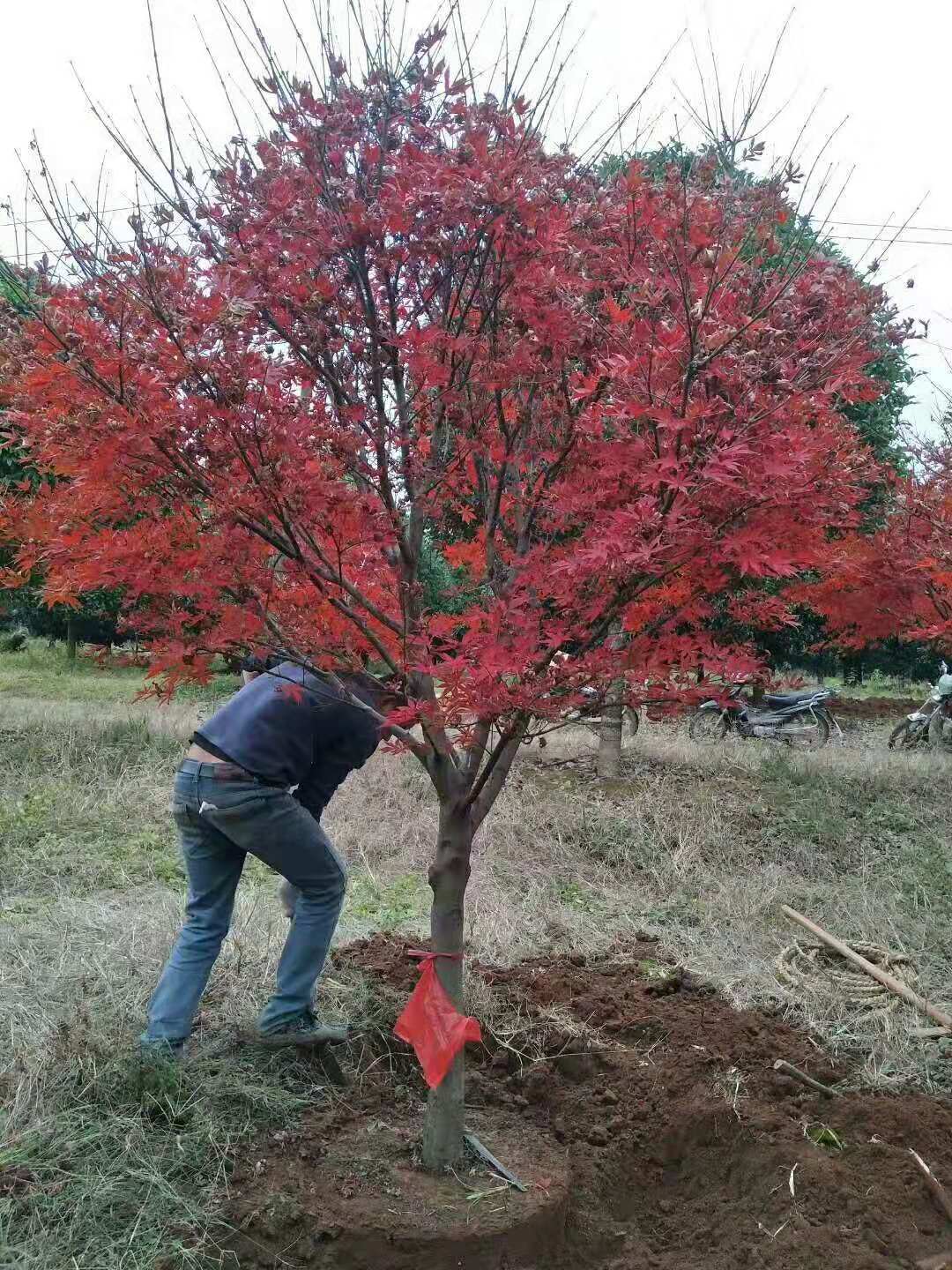 了解紅楓樹樹苗種植方法