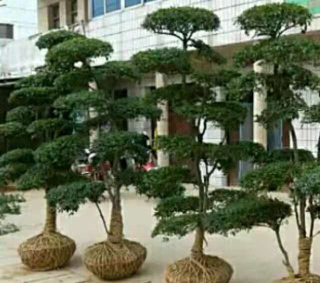 小葉女貞景觀造型樹圖片/小葉女貞景觀造型樹樣板圖 (1)