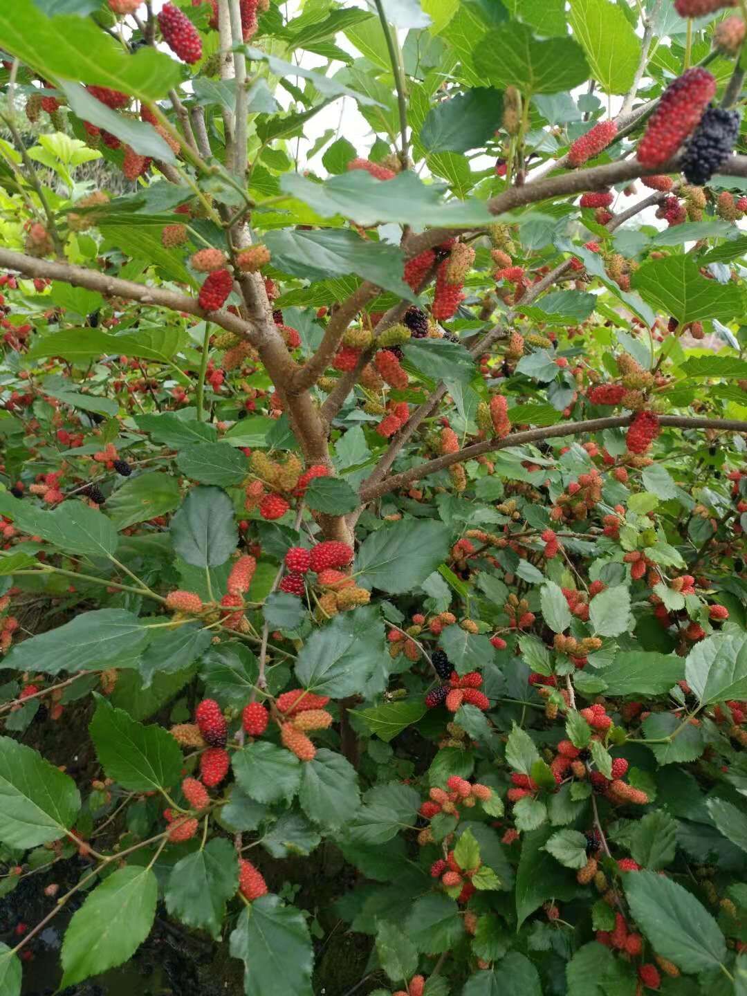 桑果圖片/桑果樣板圖 (2)