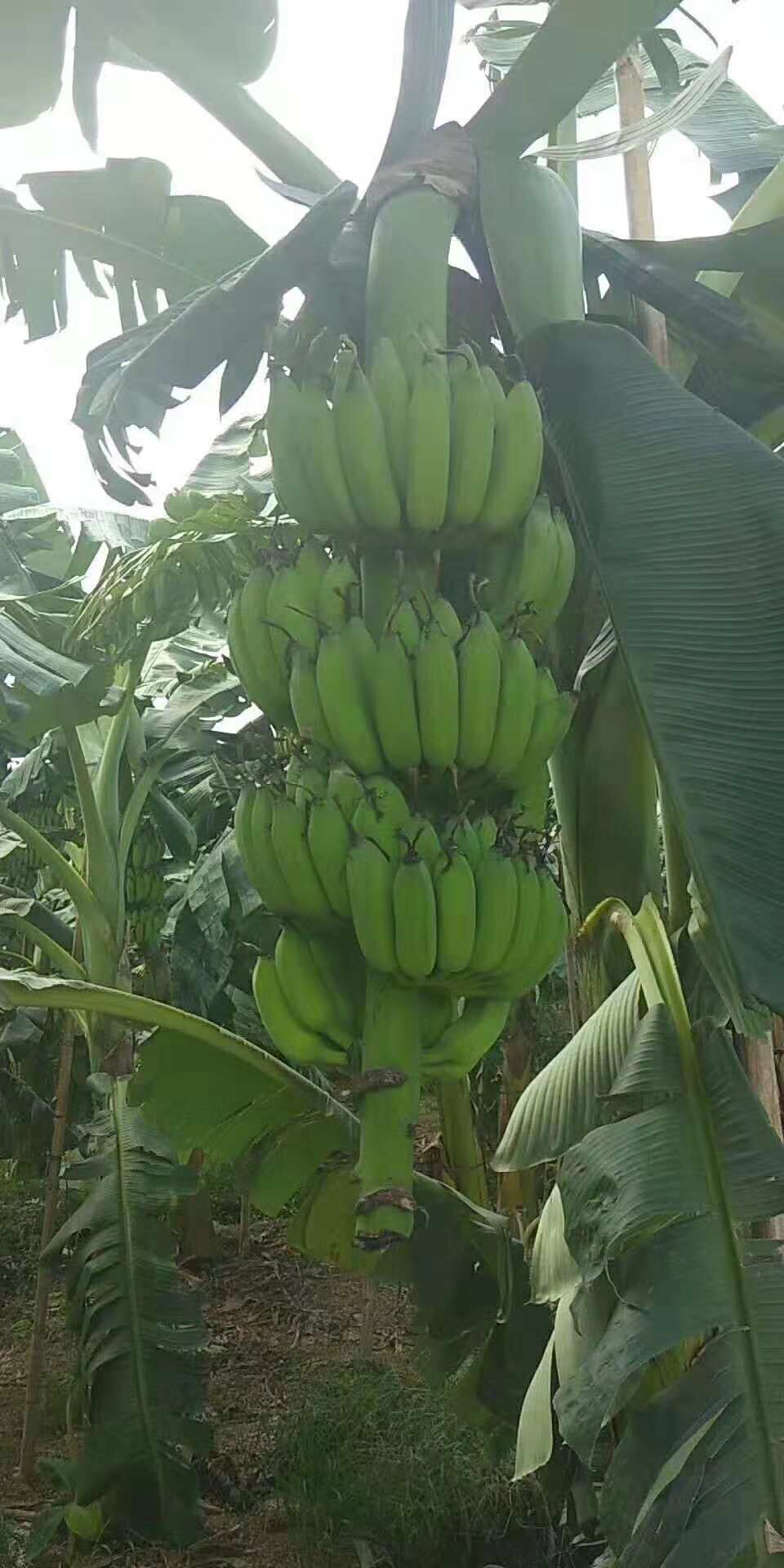 湖南優(yōu)質(zhì)香蕉苗 西貢苗 廣西紅香蕉種植基地 直銷價(jià)格