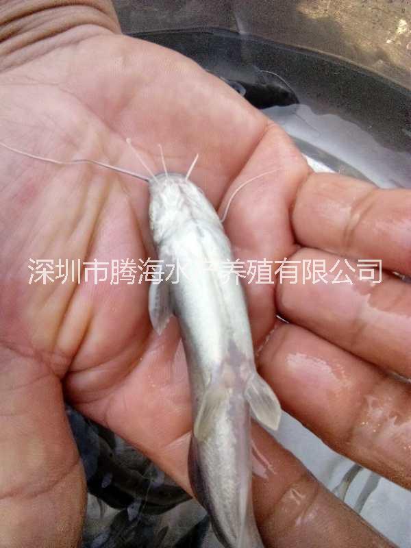 刺鰍圖片/刺鰍樣板圖 (4)