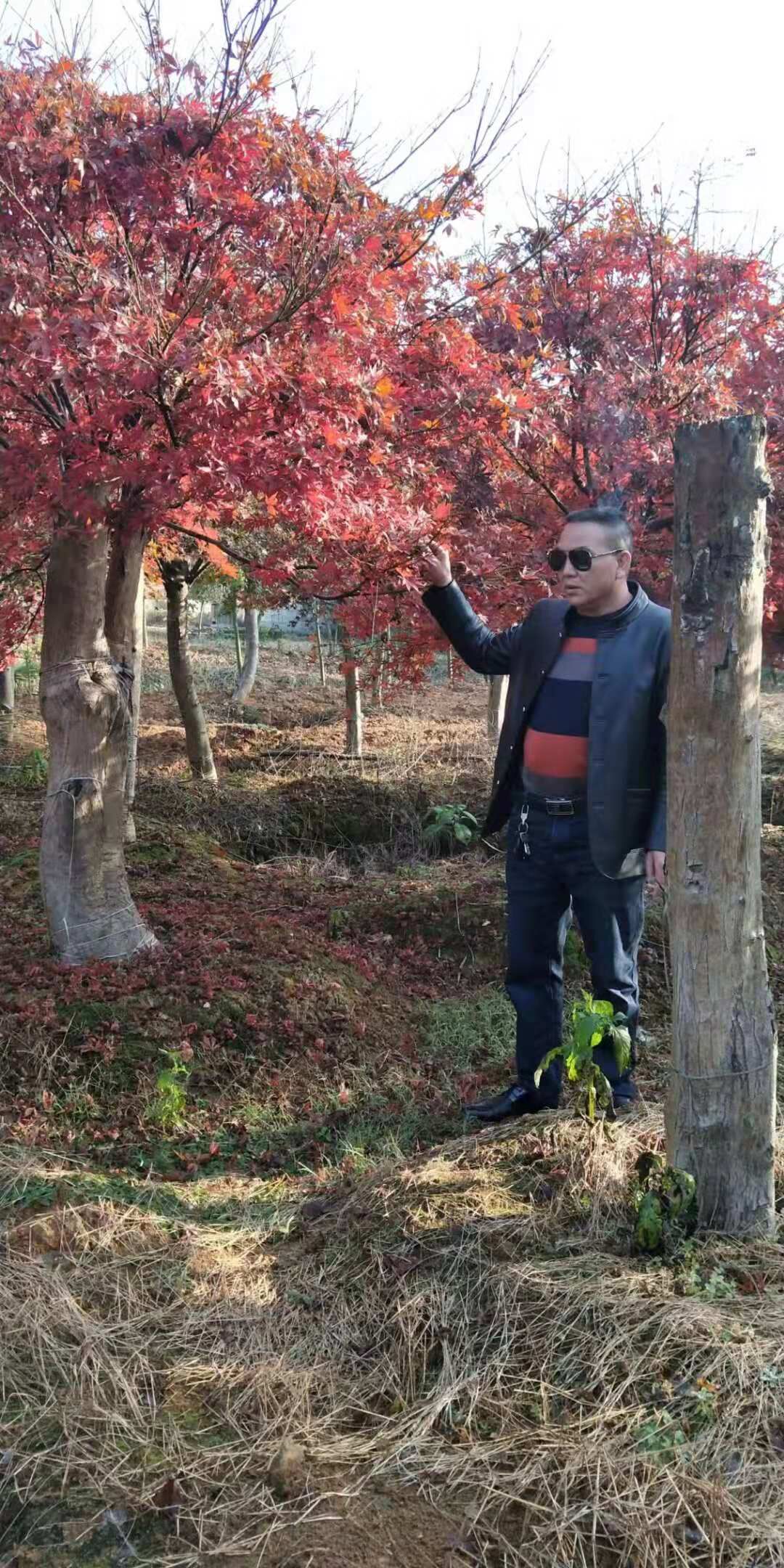 廣西紅楓種植基地1、廣西紅楓供應(yīng)商/廣西紅楓基地/廣西紅楓價格/廣西紅楓批發(fā) 廣西紅楓種植基地