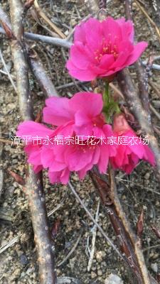 嫁接櫻花批發(fā)圖片/嫁接櫻花批發(fā)樣板圖 (2)