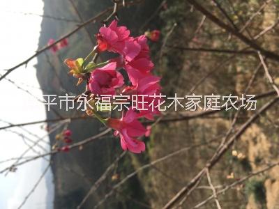 櫻花茶園圖片/櫻花茶園樣板圖 (1)