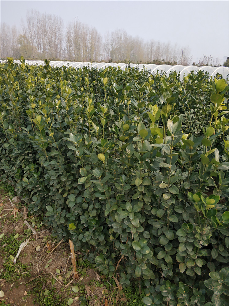 北海道黃楊基地圖片/北海道黃楊基地樣板圖 (3)