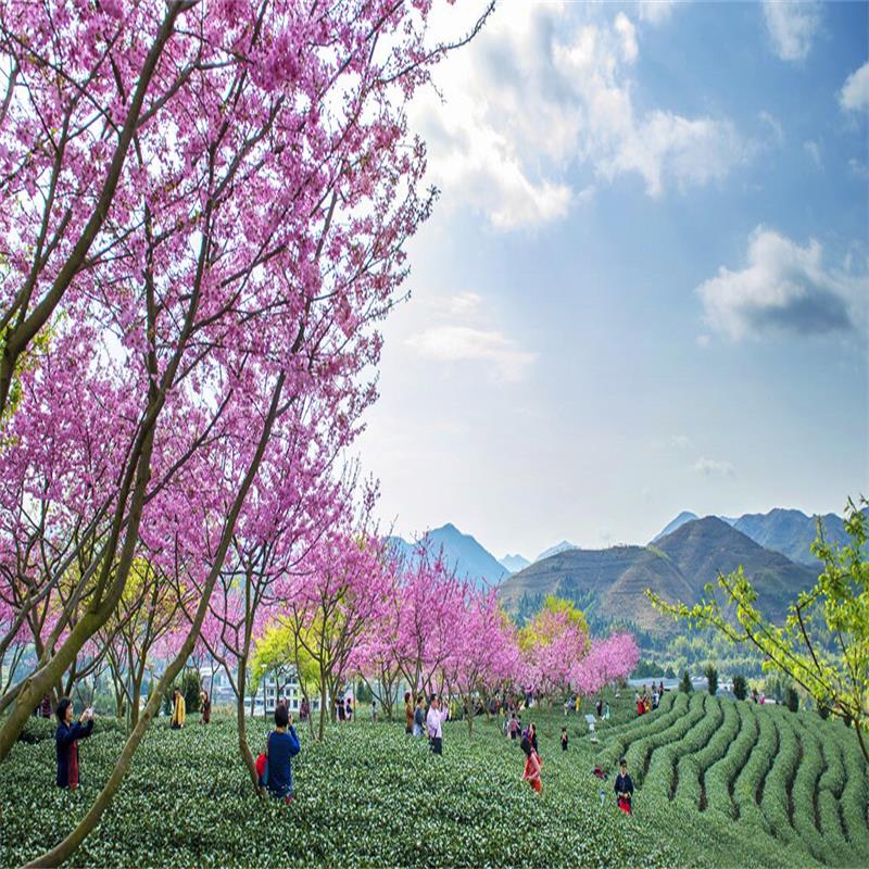 櫻花基地圖片/櫻花基地樣板圖 (1)