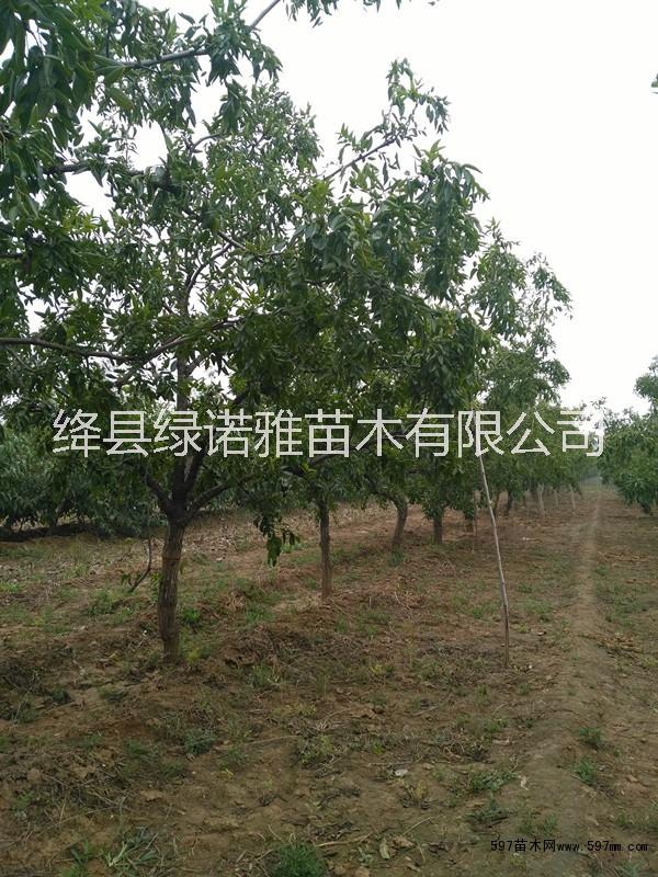 出售今年8公分棗樹10公分棗樹12公分棗樹價格量大價低