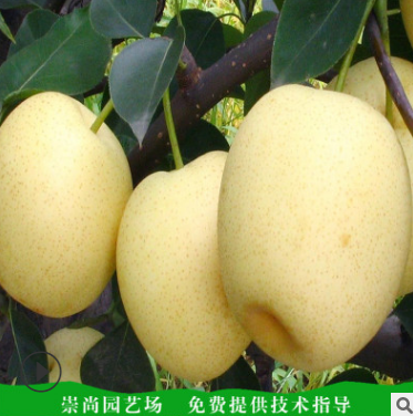 梨樹(shù)苗圖片/梨樹(shù)苗樣板圖 (3)