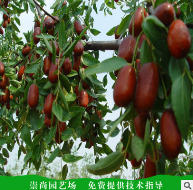 冬棗樹苗圖片/冬棗樹苗樣板圖 (3)