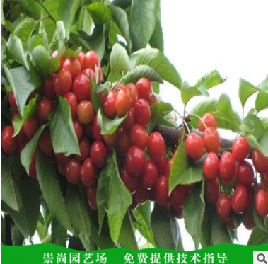 櫻桃苗圖片/櫻桃苗樣板圖 (2)