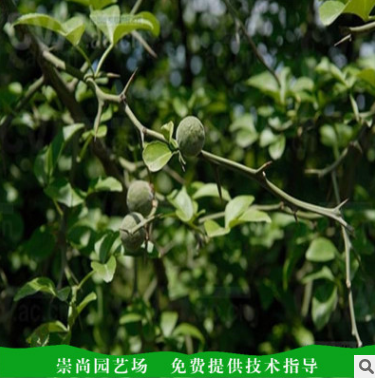 枸橘圖片/枸橘樣板圖 (4)