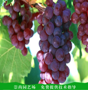 葡萄苗圖片/葡萄苗樣板圖 (3)