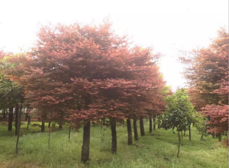 江苏风景树 小区红 枫树 江苏红枫树 欢迎实地看树