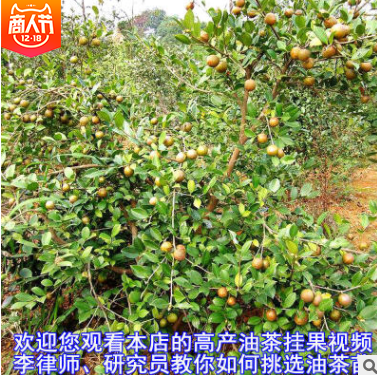 软枝油茶苗直销 湖南软枝油茶苗批发 湖南软枝油茶苗供应 湖南软枝油茶苗直销 湖南软枝油茶苗哪家好图片