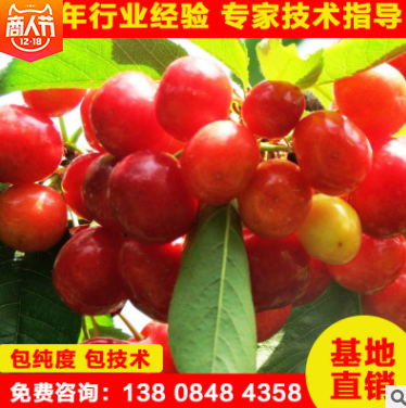 櫻桃樹苗價(jià)格圖片