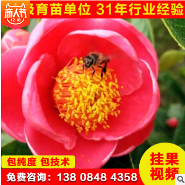 大果紅花油茶苗 茶油苗批發(fā) 茶油苗供應(yīng)商 湖南油茶苗批發(fā)