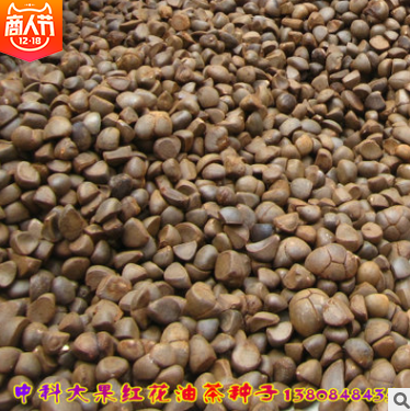 大果紅花油茶圖片/大果紅花油茶樣板圖 (2)