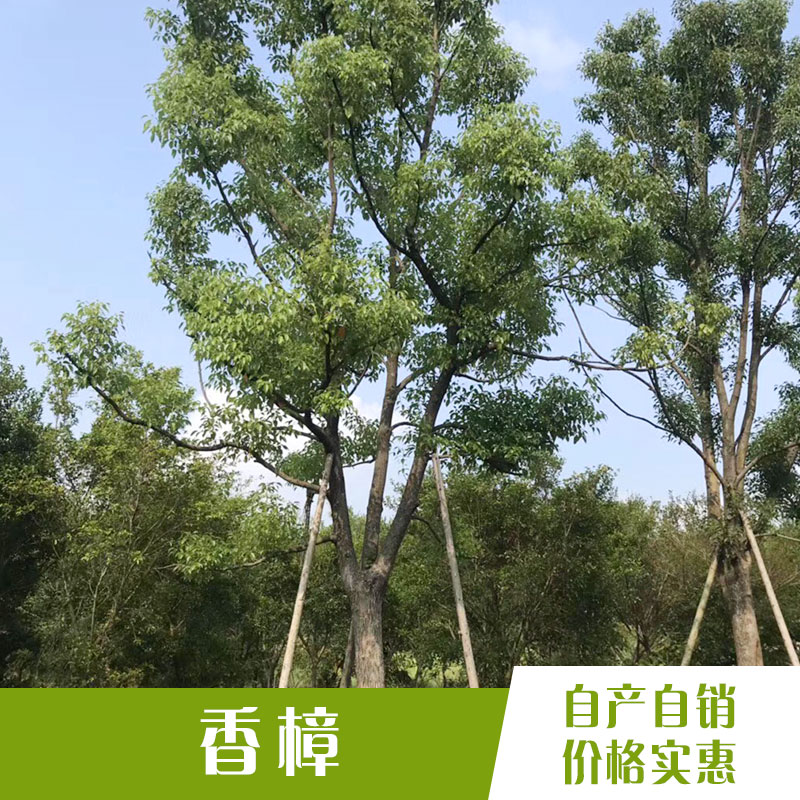 香樟 香樟种植基地 漳州香樟 优质香樟 香樟价格  香樟树苗木 香樟批发 厂家直销 品质保证图片