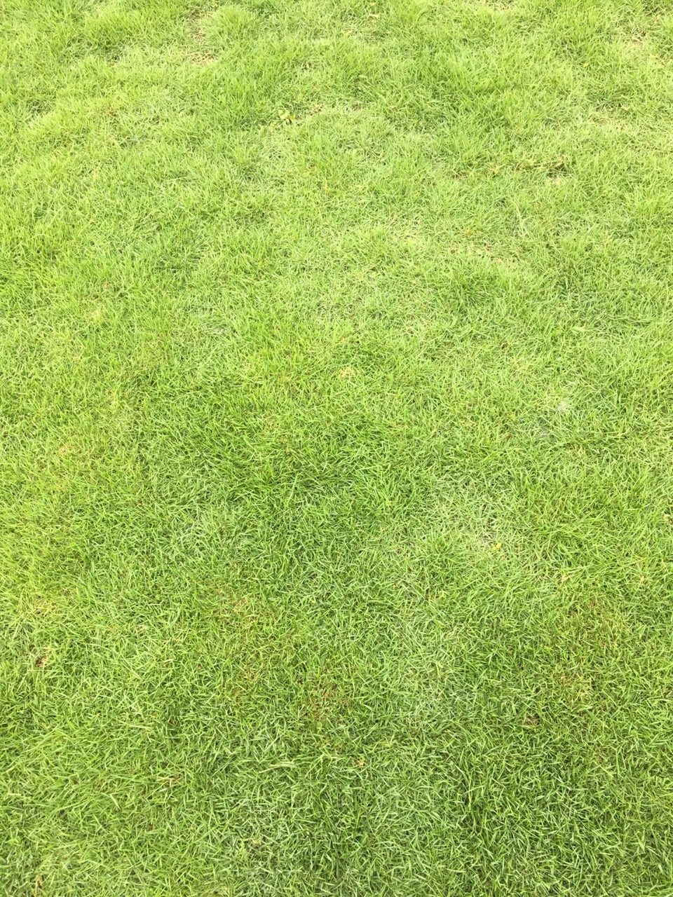 馬尼拉草皮圖片/馬尼拉草皮樣板圖 (4)