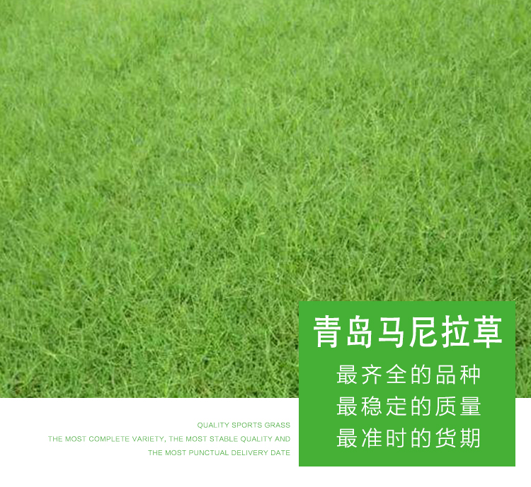 馬尼拉草批發(fā)圖片