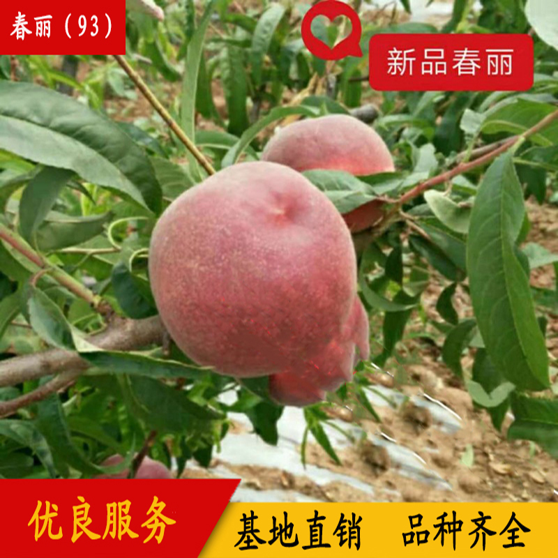 93春麗桃樹苗早油蟠桃苗  93春麗桃樹苗  春麗（93）