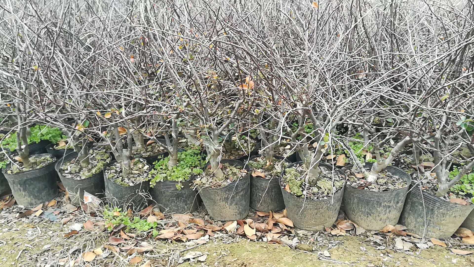 長壽冠圖片/長壽冠樣板圖 (3)