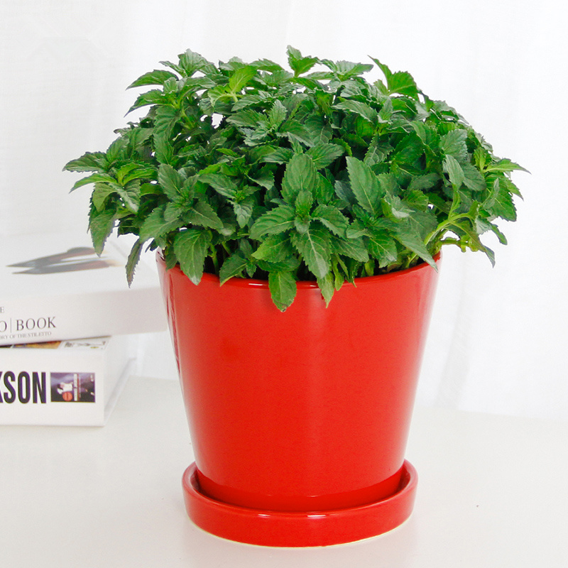 武漢植物租賃公司辦公室內(nèi)大型植物圖片/武漢植物租賃公司辦公室內(nèi)大型植物樣板圖 (1)