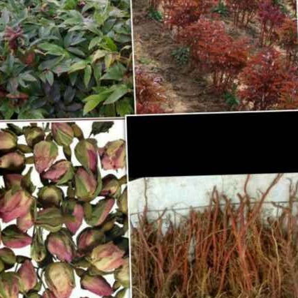 種植方法圖片/種植方法樣板圖 (3)