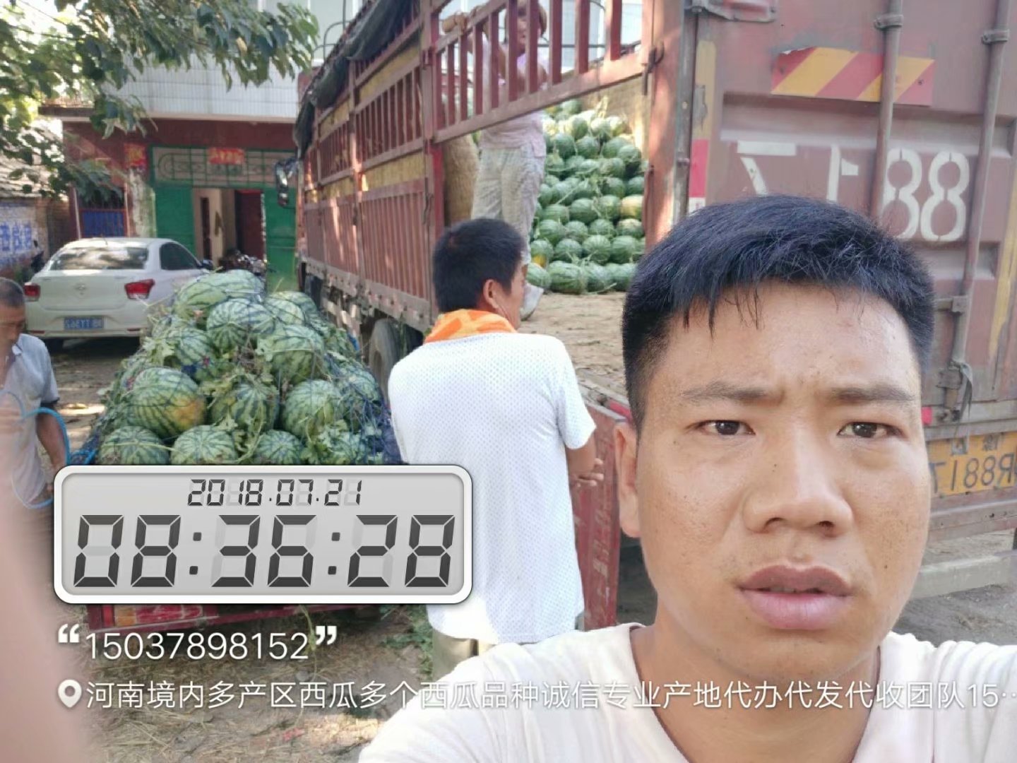 開封西瓜圖片/開封西瓜樣板圖 (2)