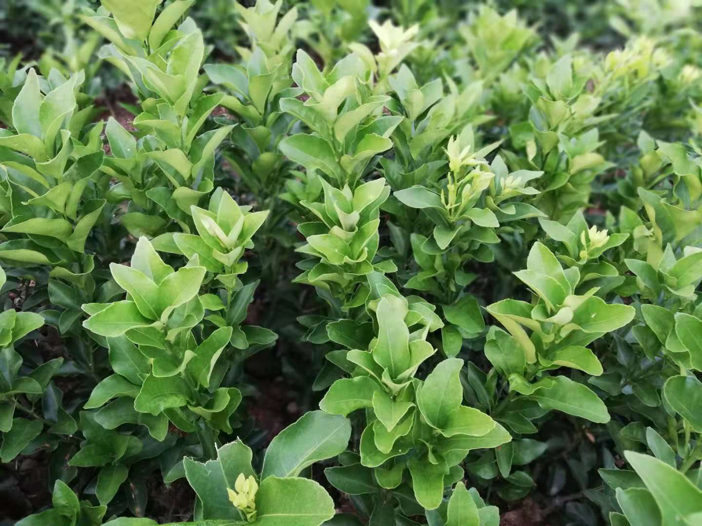 砂糖橘圖片/砂糖橘樣板圖 (3)