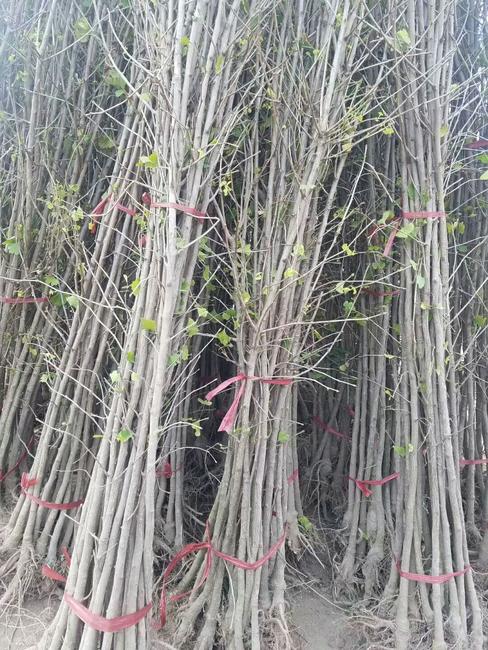 銀杏實(shí)生苗圖片/銀杏實(shí)生苗樣板圖 (3)