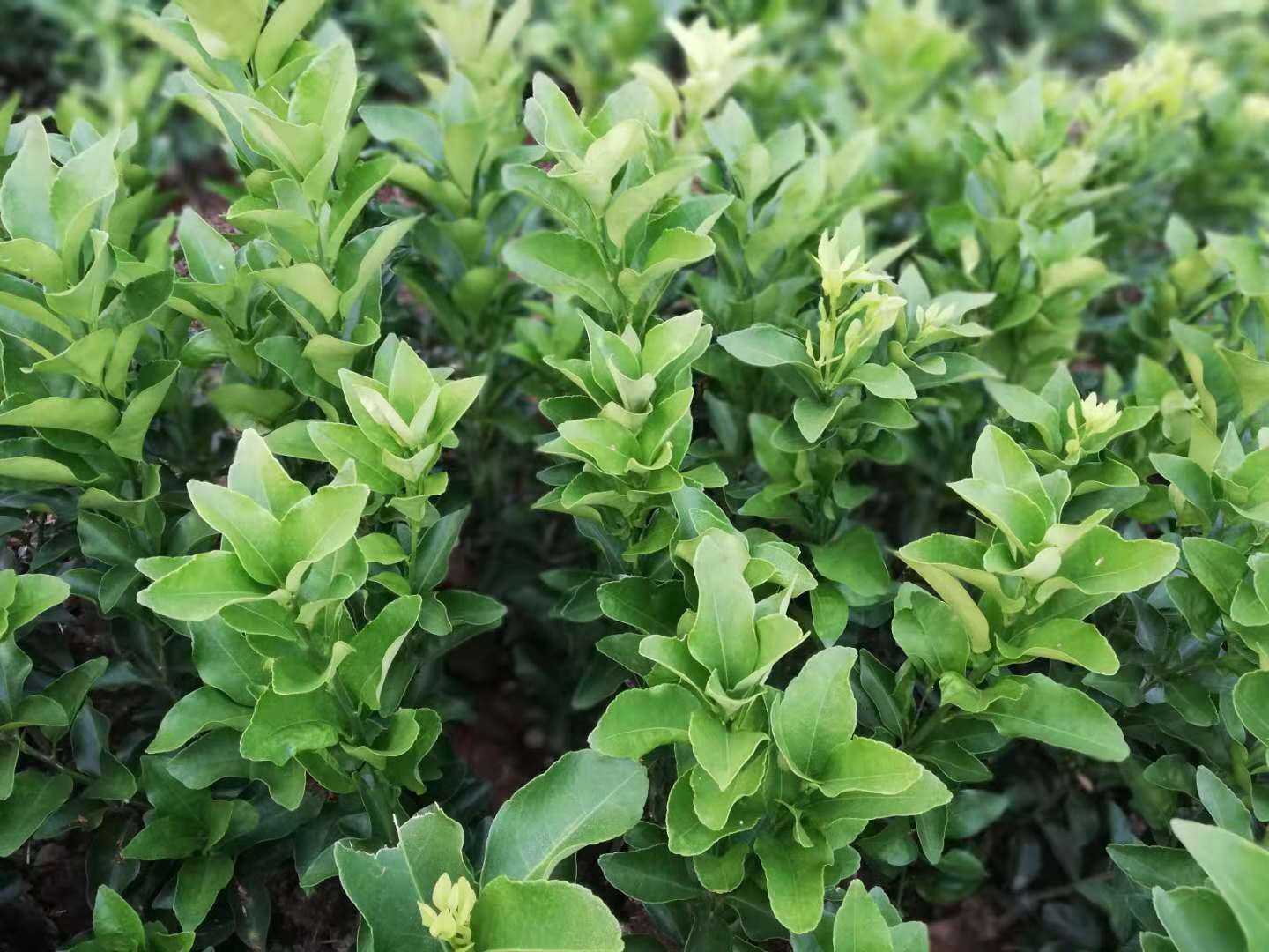 砂糖橘圖片/砂糖橘樣板圖 (4)