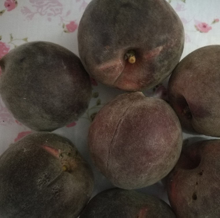 供應(yīng)黑桃樹苗價格