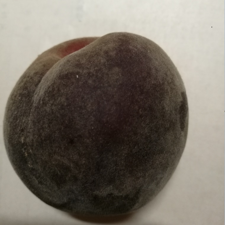 新品種桃樹苗有哪些_黑桃苗_桃苗新品種